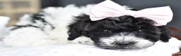 Mixed Breed dogs for sale: Sadie - Ad 2