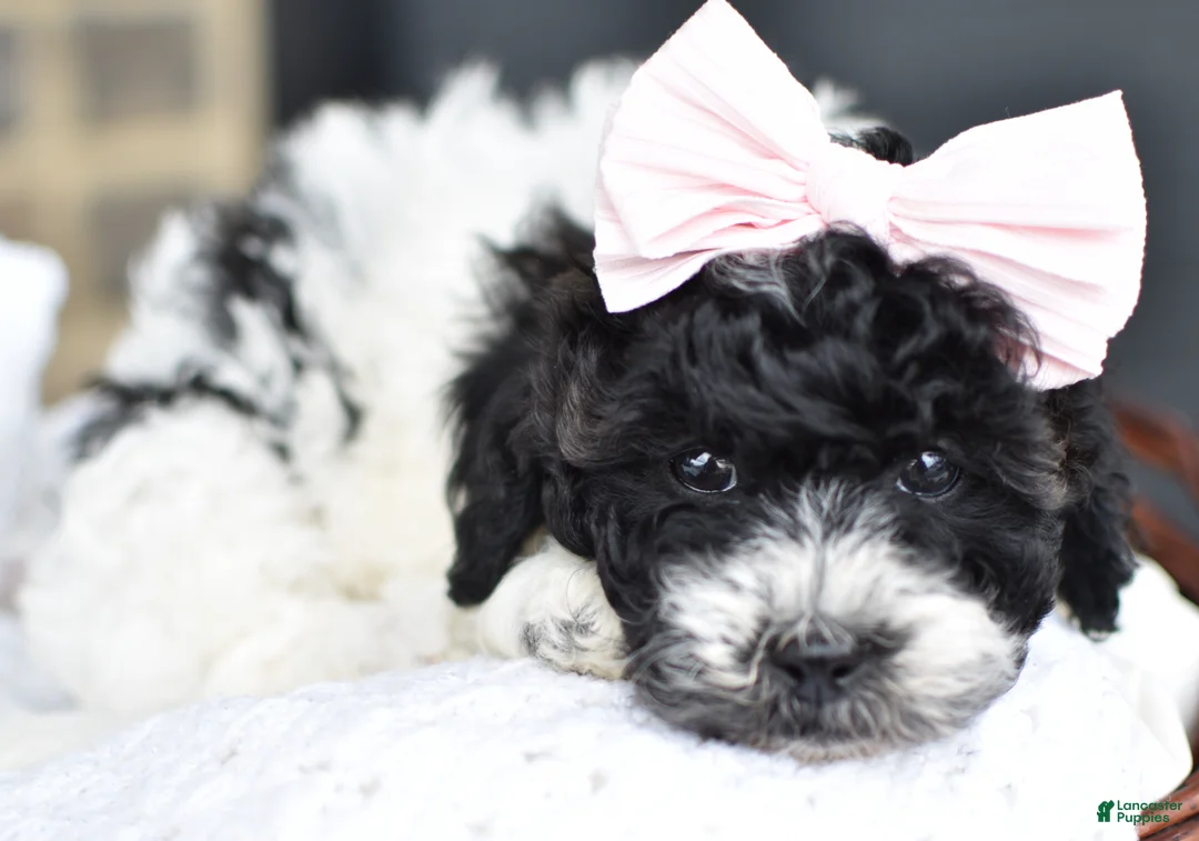 Mixed Breed dogs for sale: Sadie - Ad 2