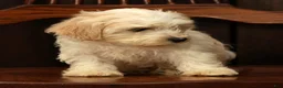 Havanese dogs for sale: Gabby - Ad 7
