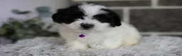 Maltipoo dogs for sale: Gwen - Ad 3