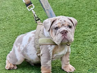 English Bulldog dogs ICE -LILAC TRI MERLE - Ad 1