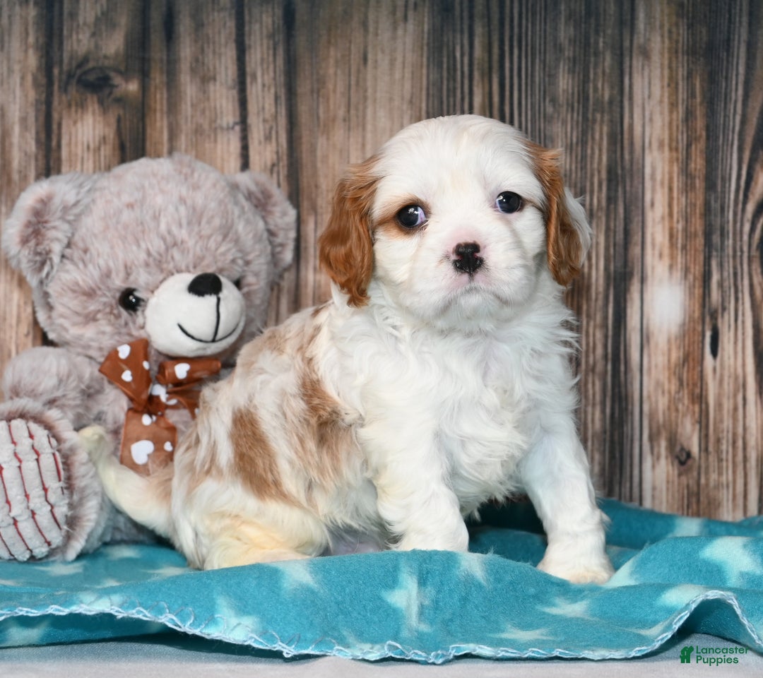 Cavalier King Charles Spaniel dogs for sale: Gizmo  - Ad 11