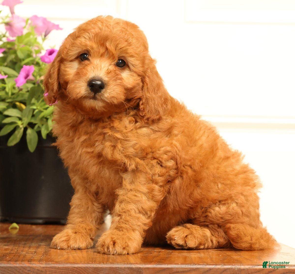 Mini Goldendoodle dogs Fido - Ad 1