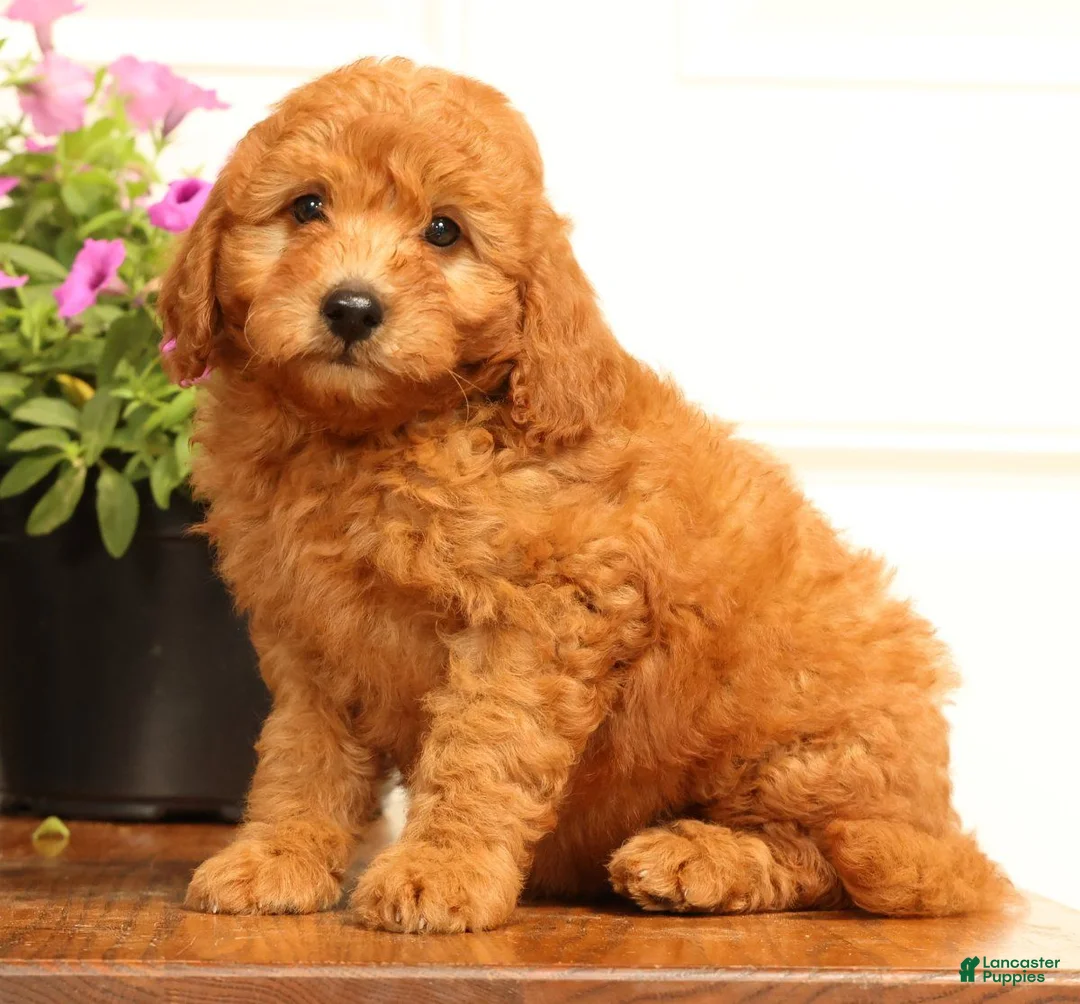 Mini Goldendoodle dogs for sale: Fido - Ad 1