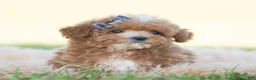 Toy Poodle dogs for sale: Munchkin - Ad 3