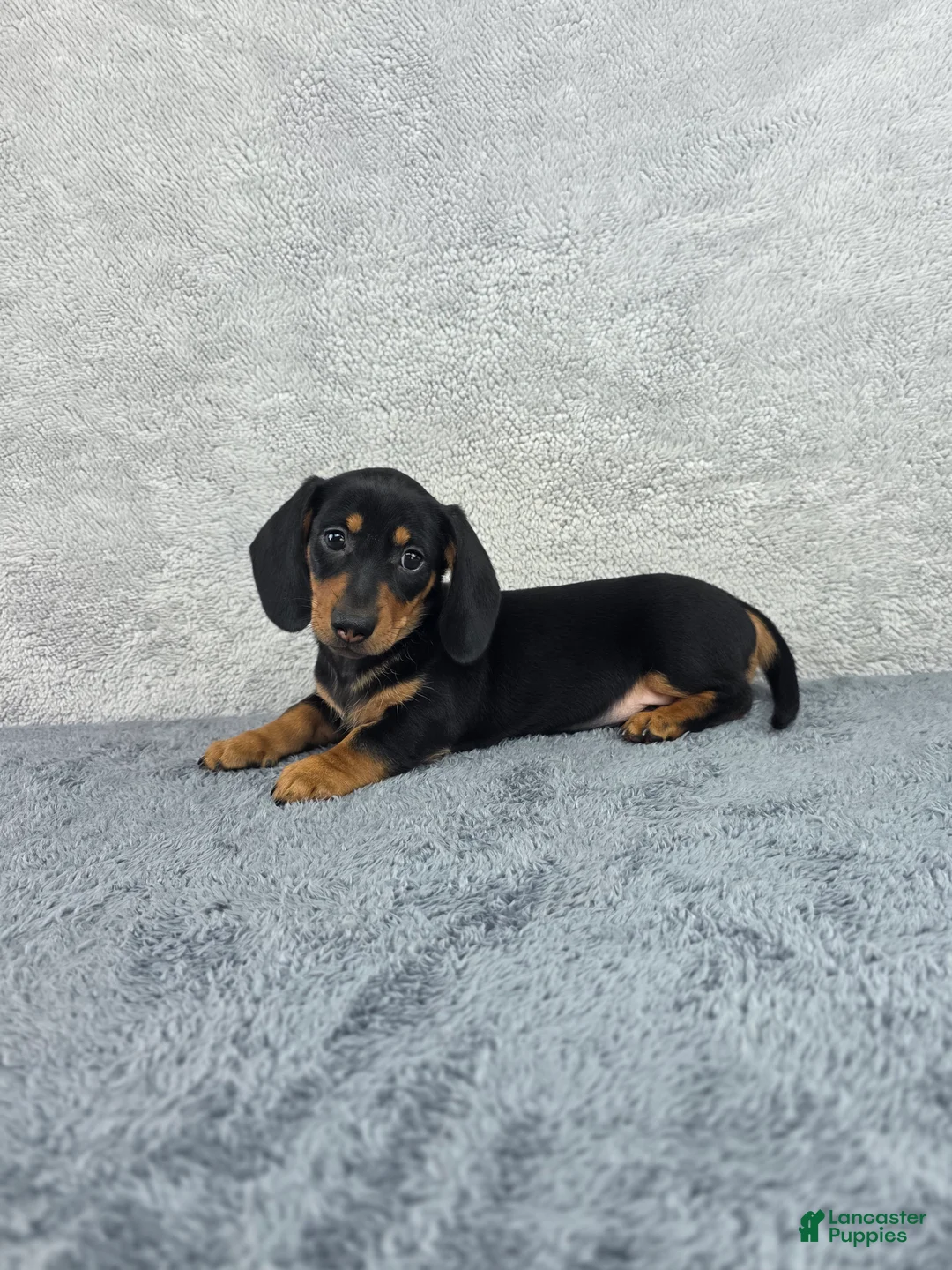 Miniature Dachshund dogs for sale: Milo - Ad 6