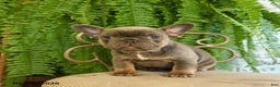 French Bulldog dogs for sale: Tracy - Ad 3