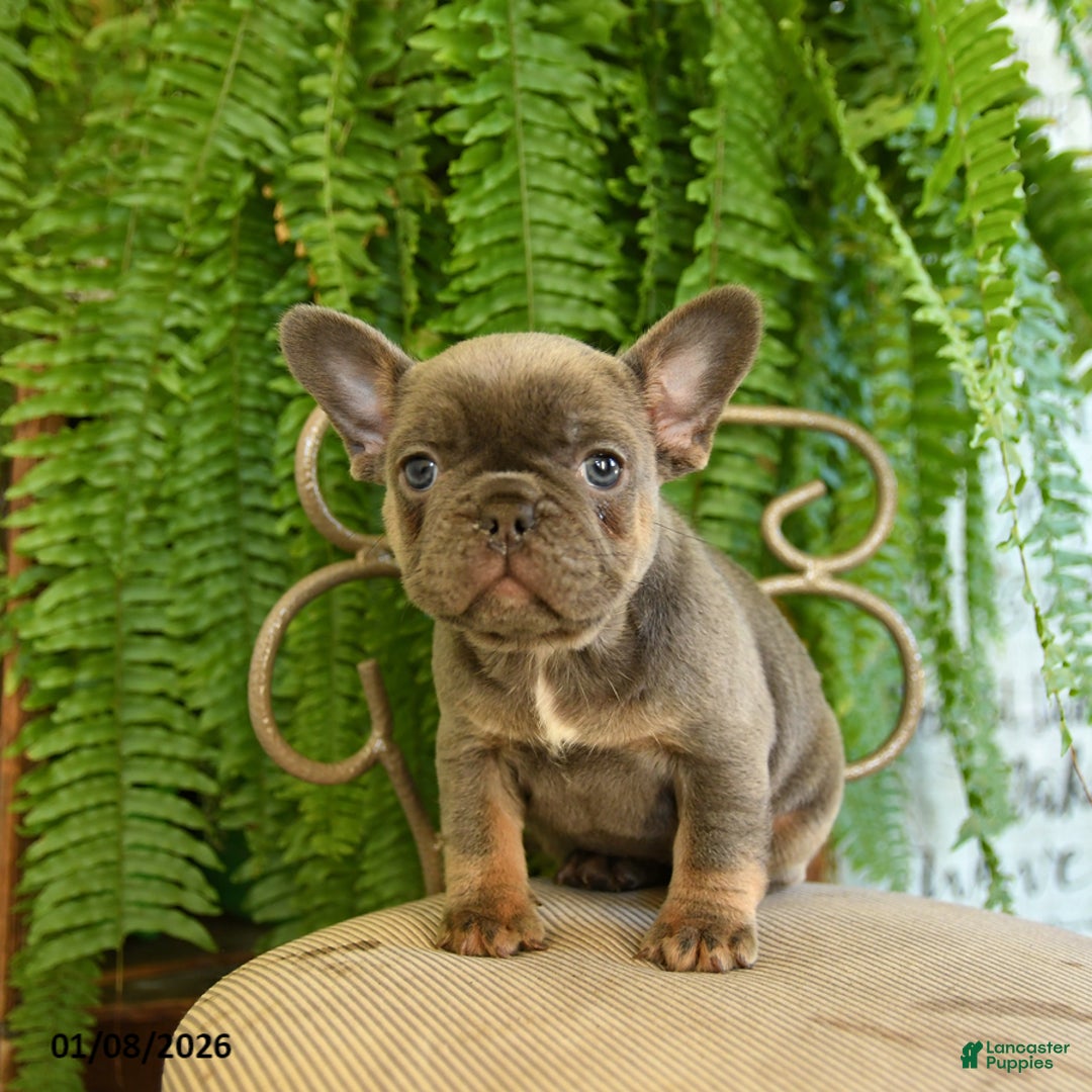 French Bulldog dogs for sale: Tracy - Ad 3