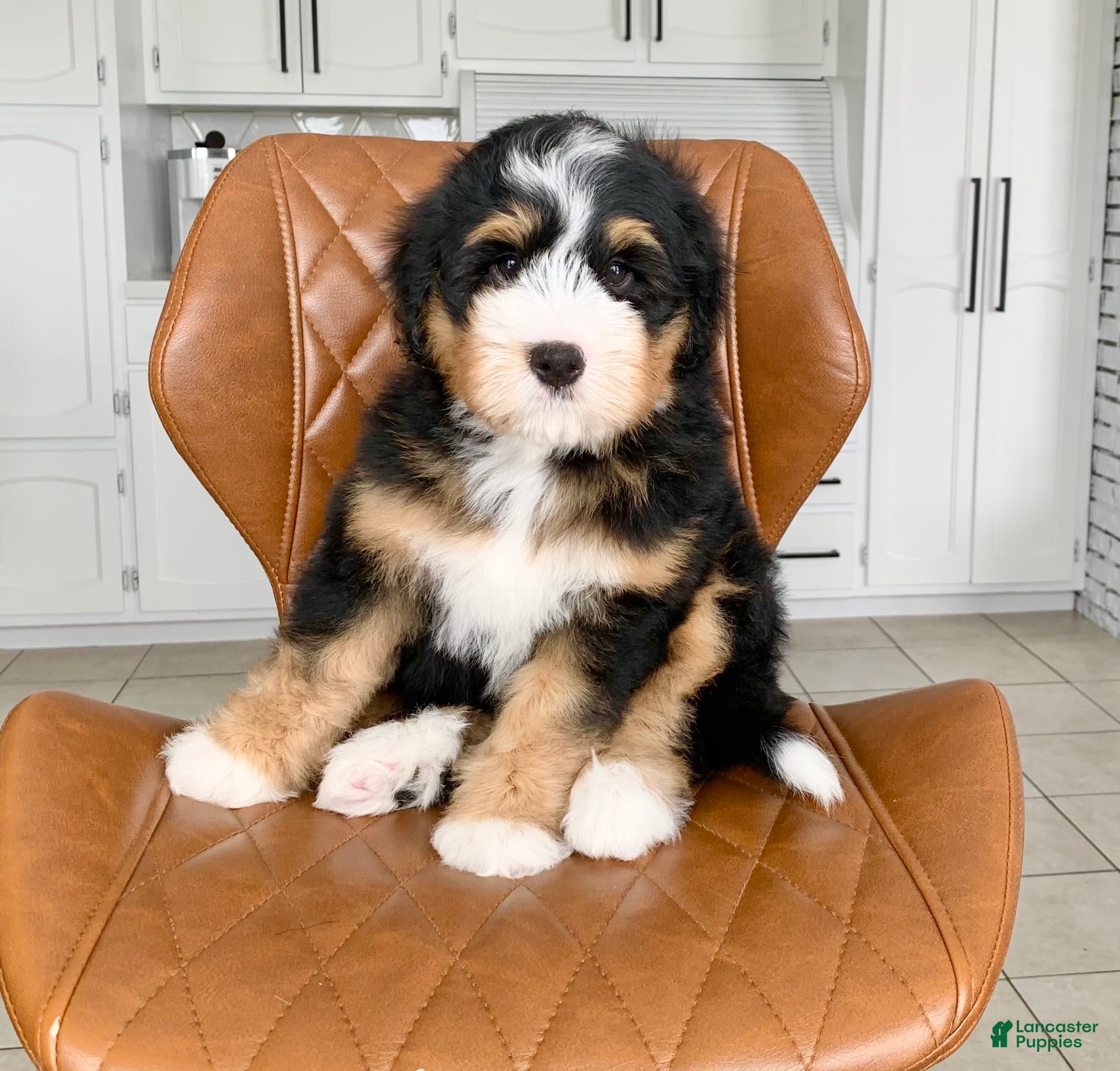 Bernedoodle dogs Rocky - Ad 2