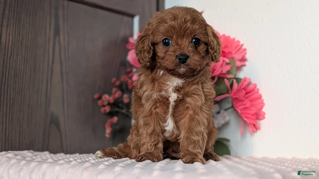 Cavapoo dogs for sale: Tessa - Ad 3