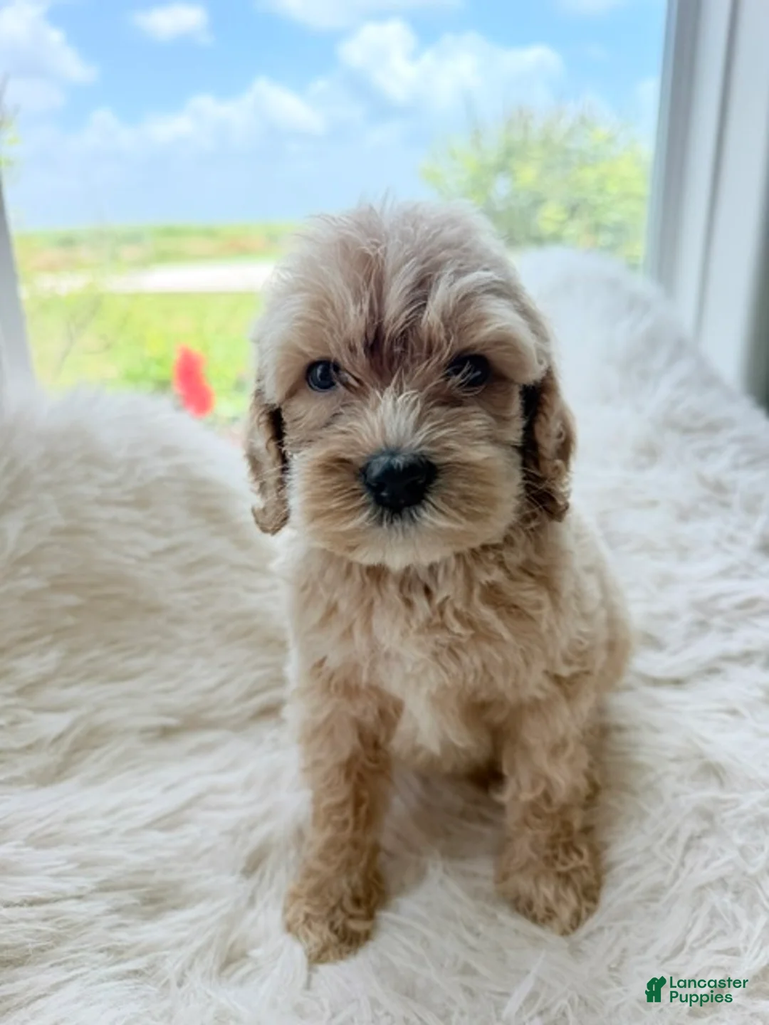 Mini Goldendoodle dogs for sale: Sheldon - Ad 2