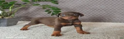 Doberman Pinscher dogs for sale: Maddox - Ad 3