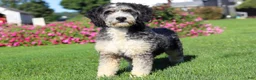 Mini Bernedoodle dogs for sale: Ember - Ad 7
