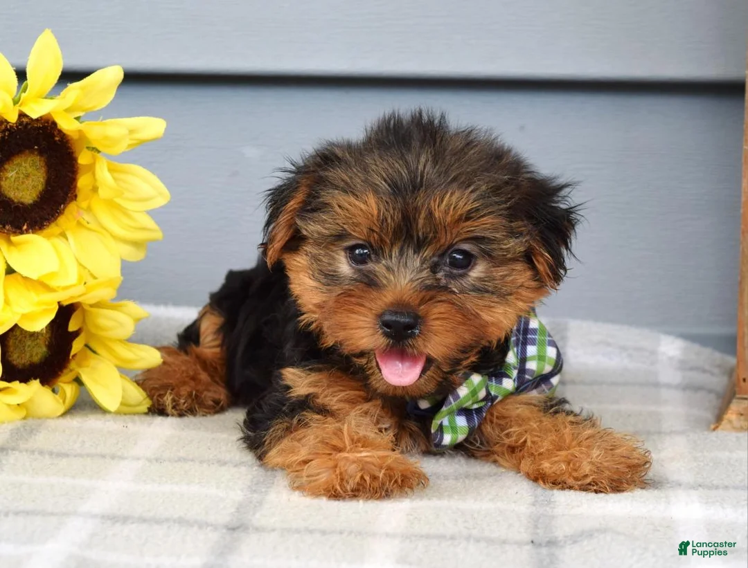 Yorkshire Terrier dogs for sale: Archie - Ad 7
