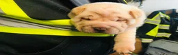 Shar Pei dogs for sale: Shar Pei Puppy 7 - Ad 3
