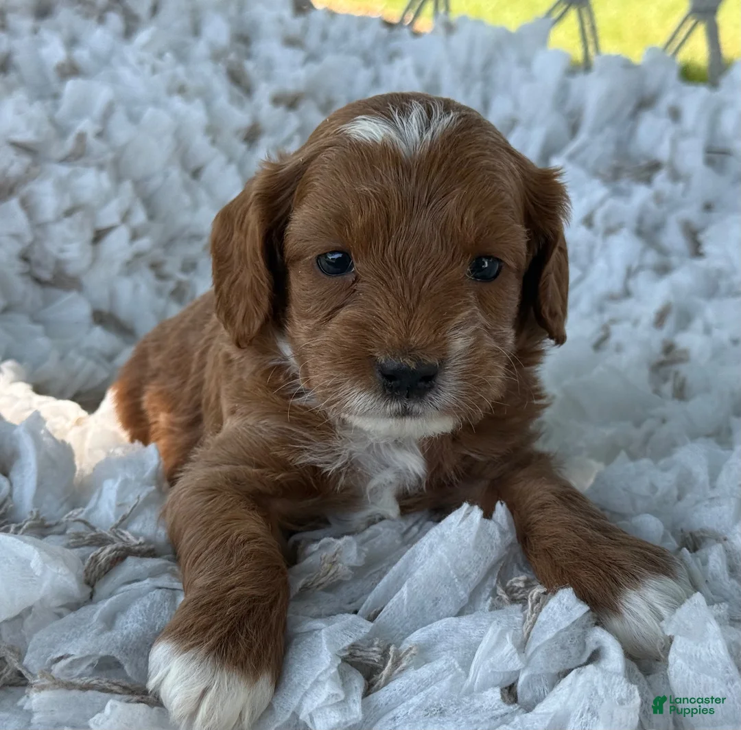 Cavapoo dogs for sale: Cooper - Ad 6