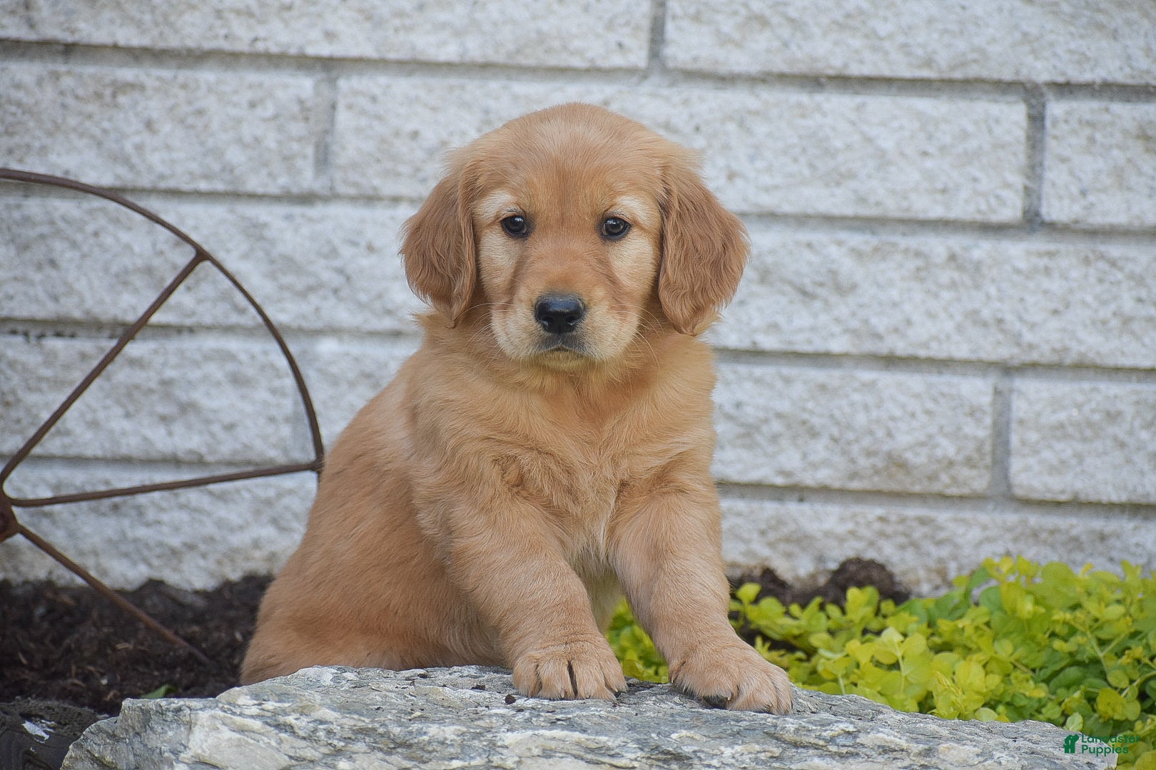 Golden Retriever dogs for sale: Abigail - Ad 3