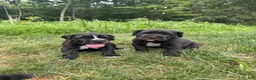 Cane Corso dogs for sale: Max - Ad 6