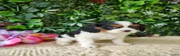 Cavalier King Charles Spaniel dogs for sale: Lexi - Ad 3