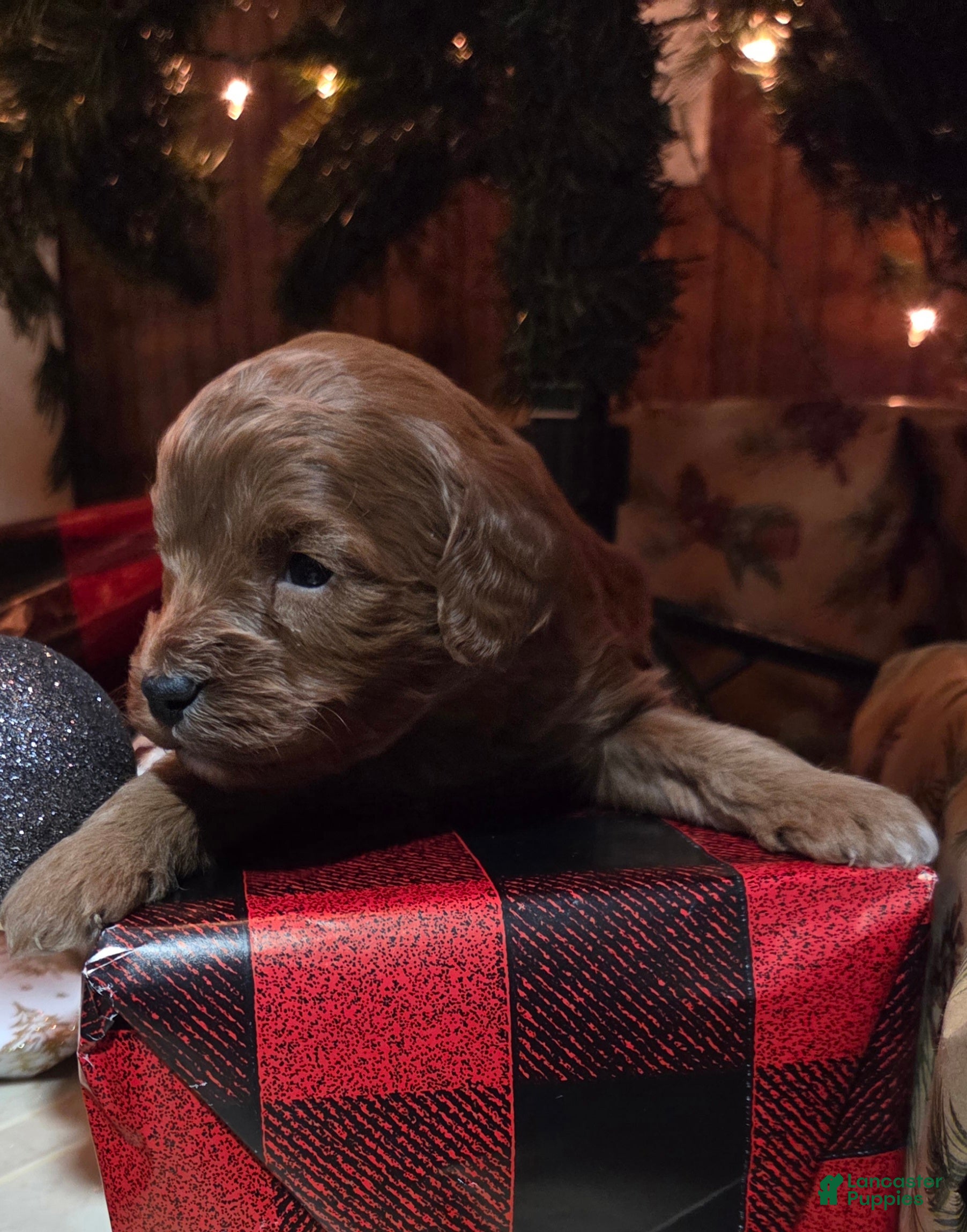 Cavapoo dogs Graham - Ad 2