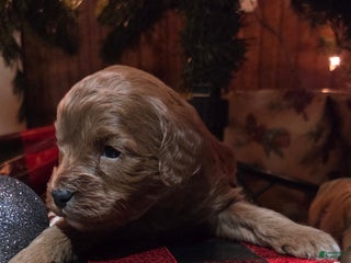 Cavapoo dogs Graham - Ad 2