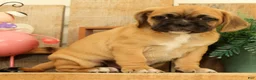 Puggle dogs for sale: Phoenix - Ad 3