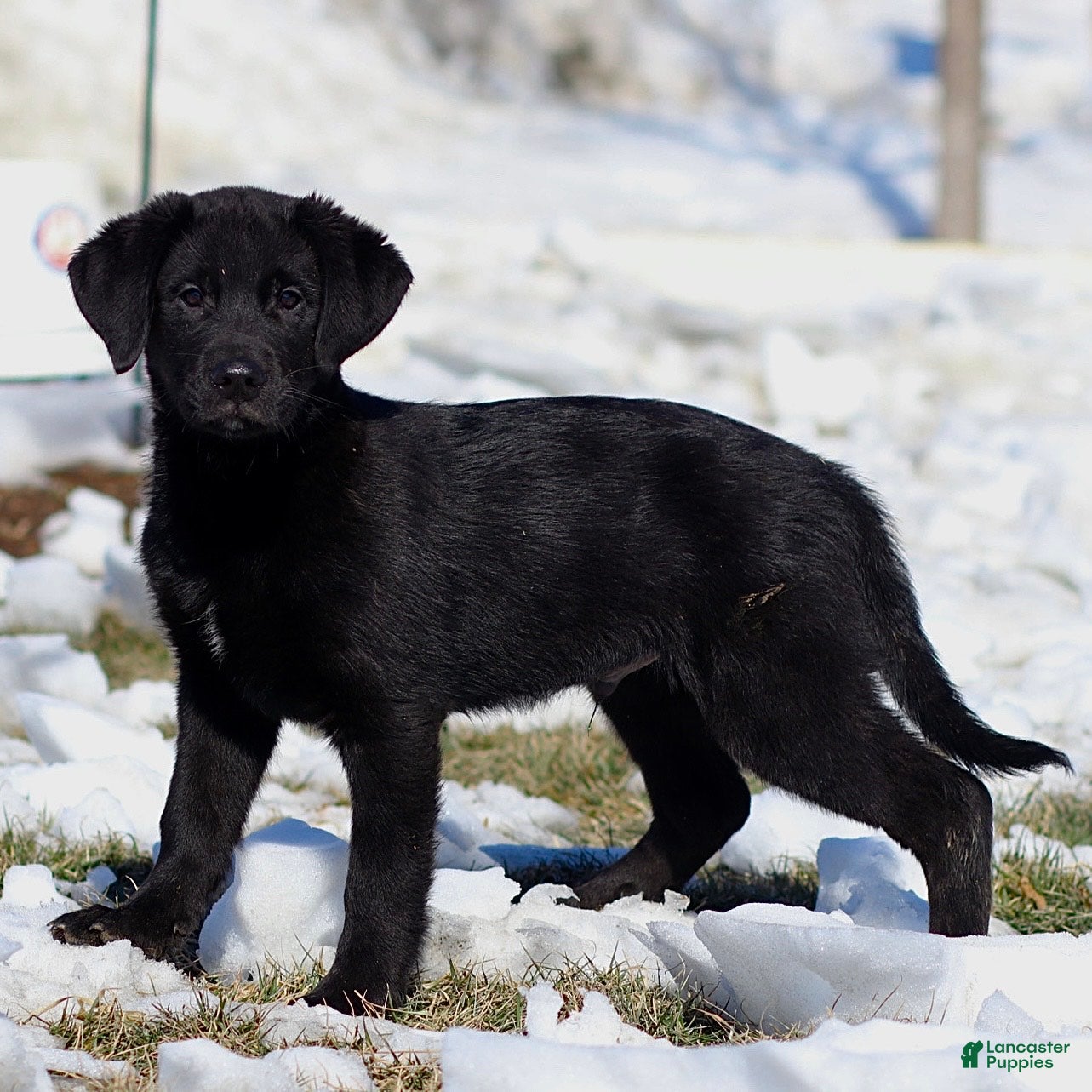 Mixed Breed dogs Logan - Ad 1