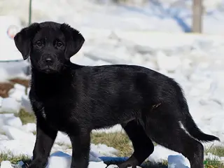 Mixed Breed dogs for sale: Logan - Ad 3