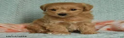 Maltipoo dogs for sale: Mervi - Ad 4