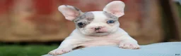 Frenchton dogs for sale: MARLEY - Ad 26