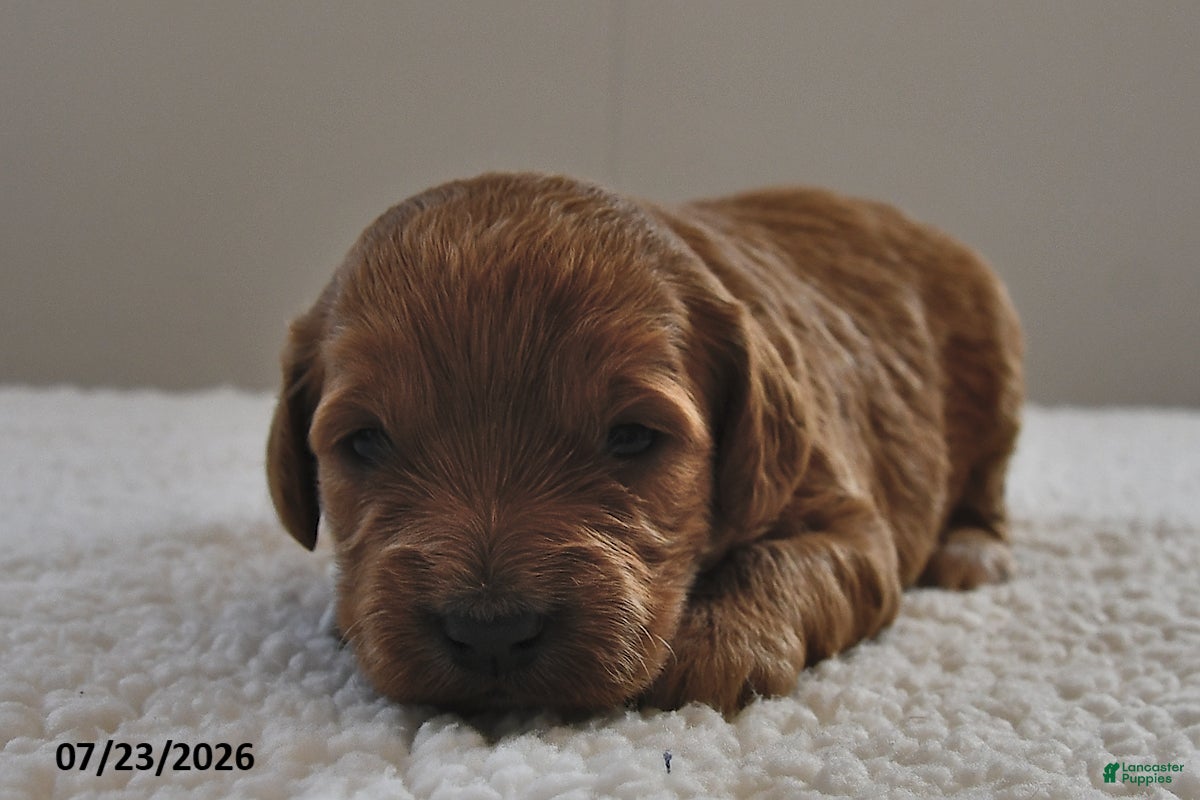 Mini Goldendoodle dogs Lucy - Ad 1