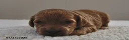 Mini Goldendoodle dogs for sale: Lucy - Ad 1