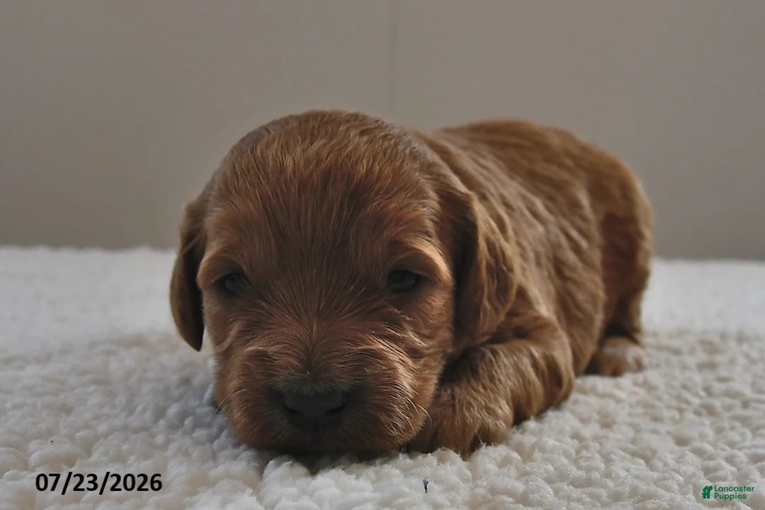 Mini Goldendoodle dogs for sale: Lucy - Ad 1