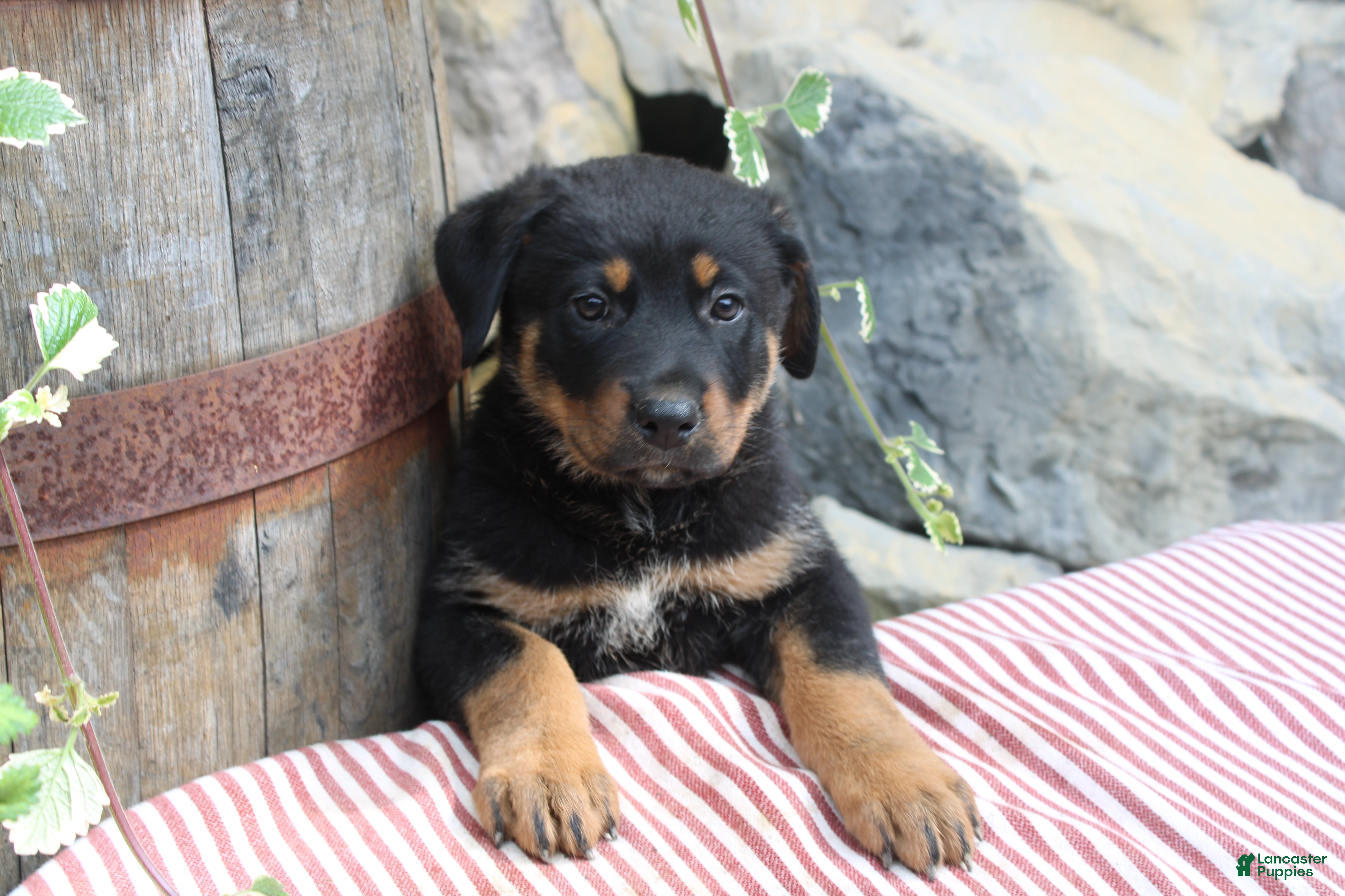 Mixed Breed dogs Raven - Ad 1