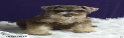 Miniature Schnauzer dogs for sale: Tommy - Ad 5