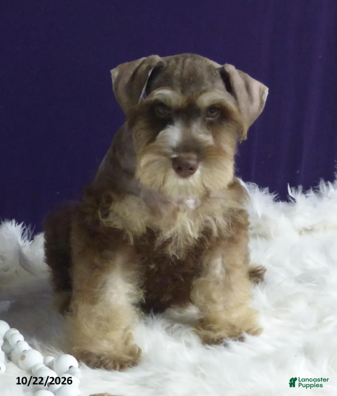 Miniature Schnauzer dogs for sale: Tommy - Ad 5
