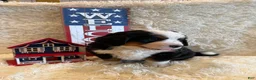 Bernese Mountain Dog dogs for sale: Dean - Ad 14