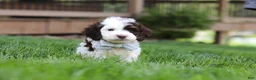 Cockapoo dogs for sale: Bentley - Ad 1