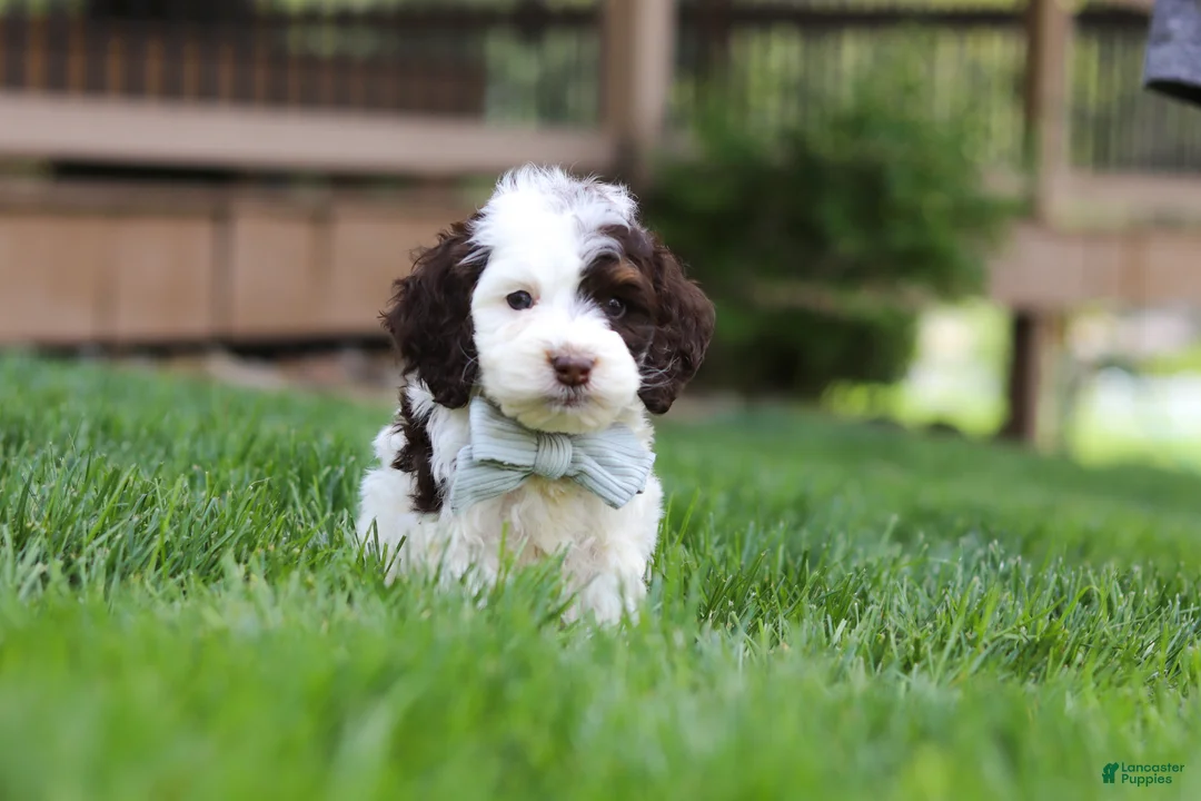 Cockapoo dogs for sale: Bentley - Ad 1
