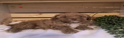 Toy Poodle dogs for sale: TOMMY  - Ad 4