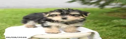 Morkie dogs for sale: Buddy - Ad 3