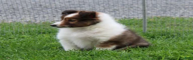 Basha Shetland Sheepdog Puppy 