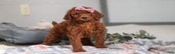 Standard Poodle dogs for sale: Lola AKC - Ad 3