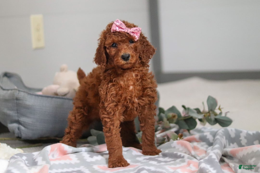 Standard Poodle dogs for sale: Lola AKC - Ad 3