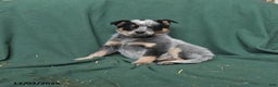 Australian Cattle Dog dogs for sale: Oliver - Ad 1