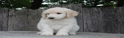 Standard Poodle dogs for sale: River AKC Standard Poodle  - Ad 9