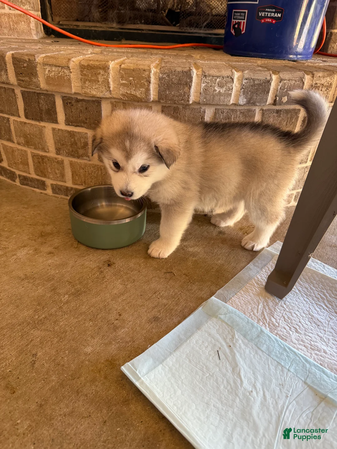 Alaskan Malamute dogs for sale: Alaskan Malamute Puppy 3 - Ad 1