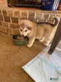Alaskan Malamute Puppy 3