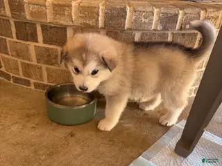 Alaskan Malamute dogs Alaskan Malamute Puppy 3 - Ad 10