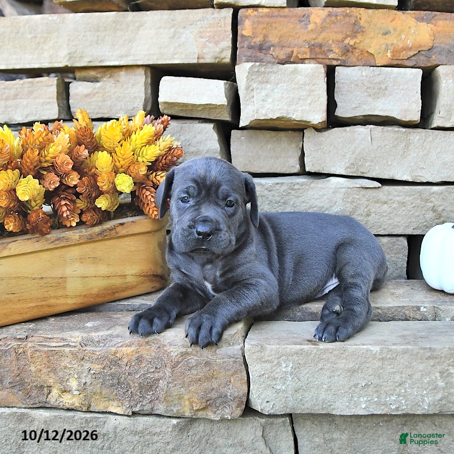 Cane Corso dogs Cali - Ad 2